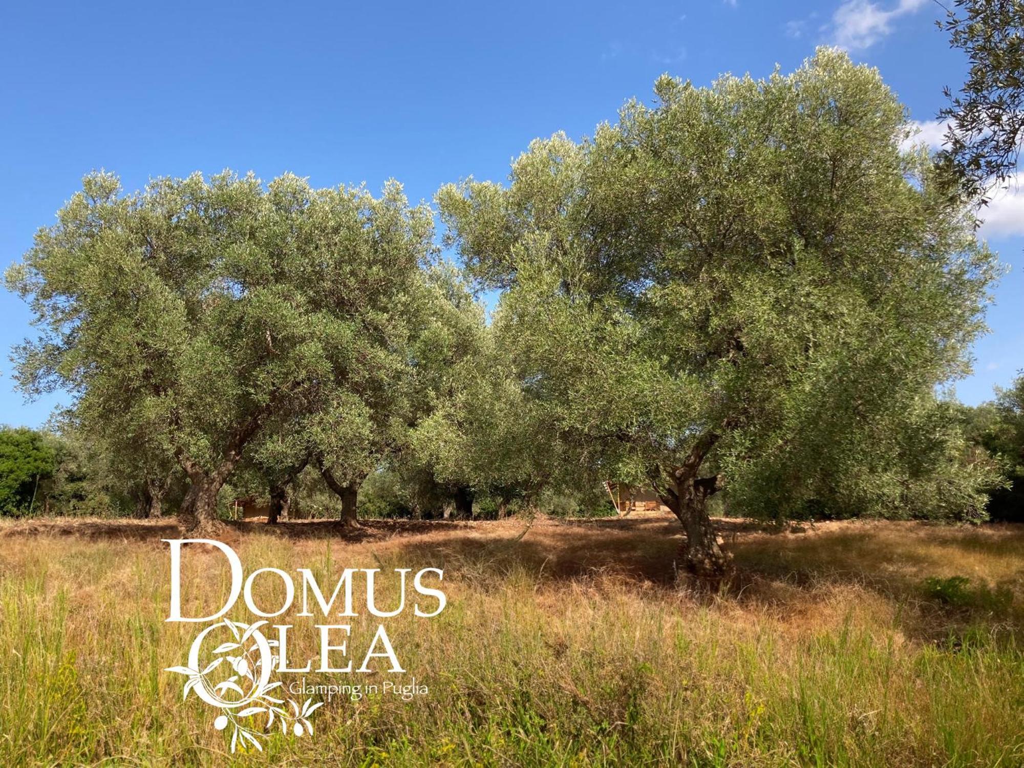 Hotel Domus Olea Glamping Ceglie Messapica Exterior foto